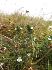 Euphrasia officinalis