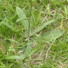 Elephantopus angustifolius