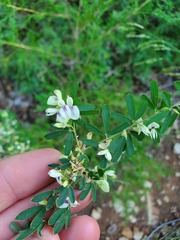 Lespedeza
