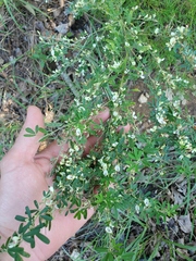 Lespedeza