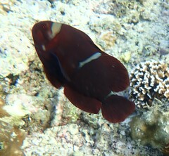 Amphiprion biaculeatus