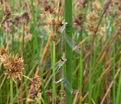 Lestes uncifer