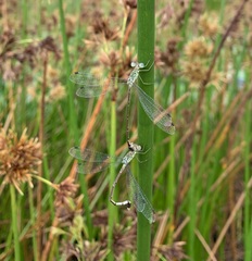 Lestes uncifer