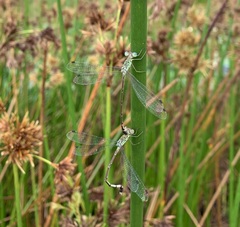 Lestes uncifer
