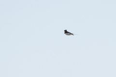 Petrochelidon fulva