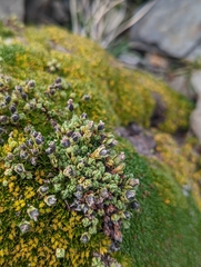 Drapetes muscosus