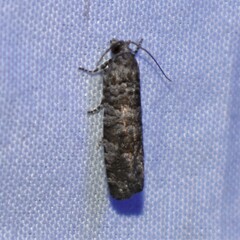 Retinia gemistrigulana