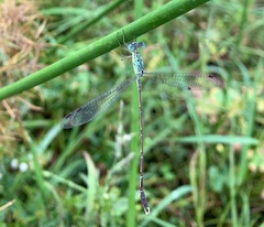 Lestes uncifer