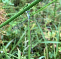 Lestes uncifer