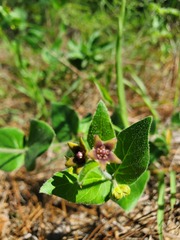 Matelea cynanchoides
