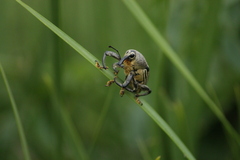 Cholus parallelogrammus