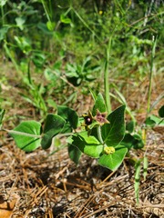 Matelea cynanchoides