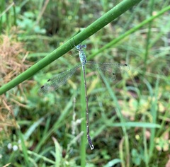 Lestes uncifer