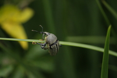 Cholus parallelogrammus