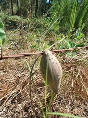 Matelea cynanchoides