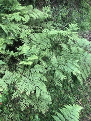 Dennstaedtia davallioides