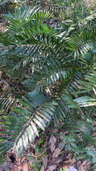 Zamia integrifolia