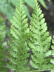 Dennstaedtia davallioides