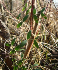 Vicia lathyroides
