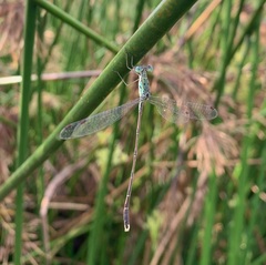 Lestes uncifer
