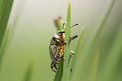 Cholus parallelogrammus