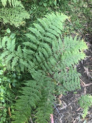 Dennstaedtia davallioides