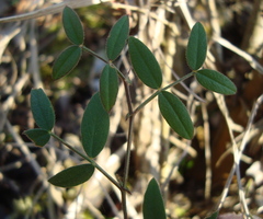 Vicia lathyroides