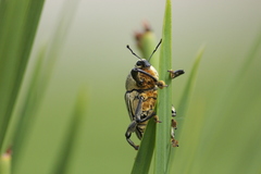 Cholus parallelogrammus
