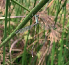 Lestes uncifer