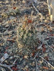 Ancistrocactus scheeri