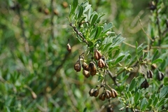 Halimodendron halodendron