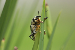 Cholus parallelogrammus