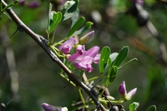 Halimodendron halodendron