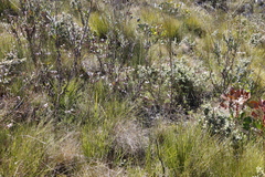 Pelargonium divisifolium