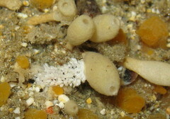 Aegires albopunctatus