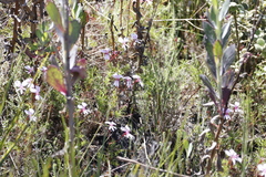 Pelargonium divisifolium