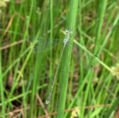 Lestes uncifer