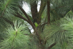 Forpus xanthopterygius