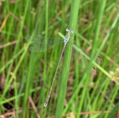 Lestes uncifer