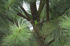 Forpus xanthopterygius