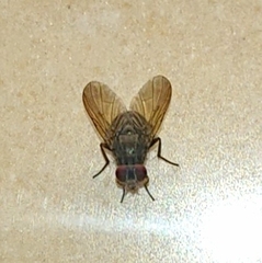Phaoniinae
