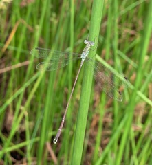 Lestes uncifer