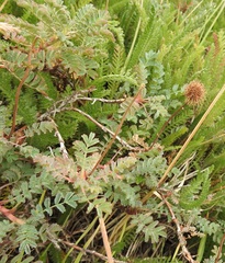 Acaena magellanica