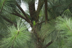 Forpus xanthopterygius