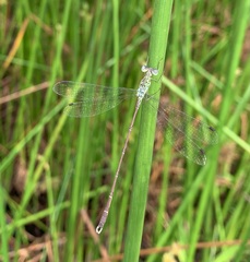 Lestes uncifer