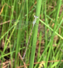 Lestes uncifer