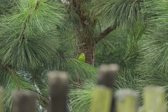 Forpus xanthopterygius