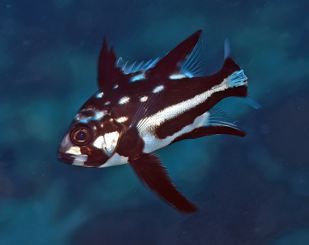 Midnight snapper (Macolor macularis) — Lutjanidae