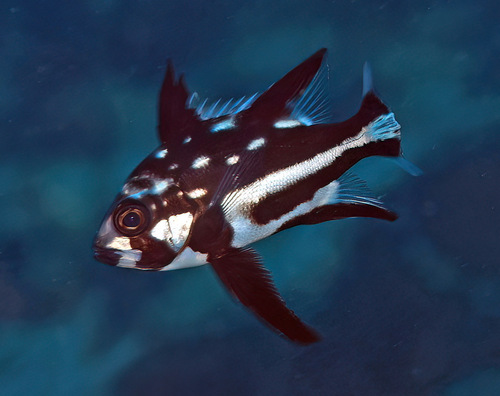 Midnight snapper (Macolor macularis) — Lutjanidae