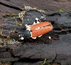 Stictoleptura canadensis